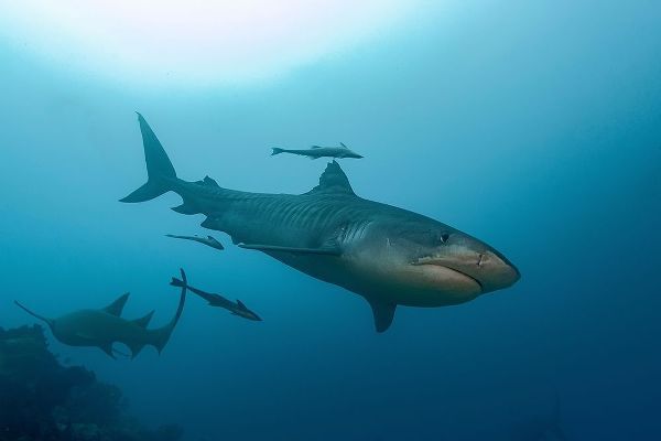 South Pacific-Fiji Tiger shark close-up